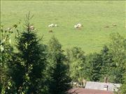 petrovice_u_susice-018